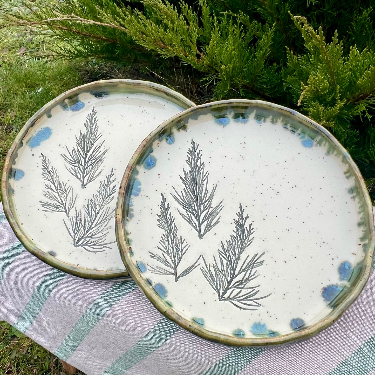 Šķīvis Kadiķītis