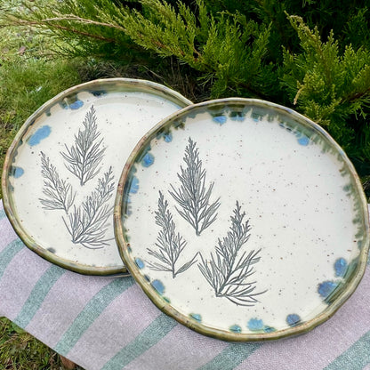 Šķīvis Kadiķītis