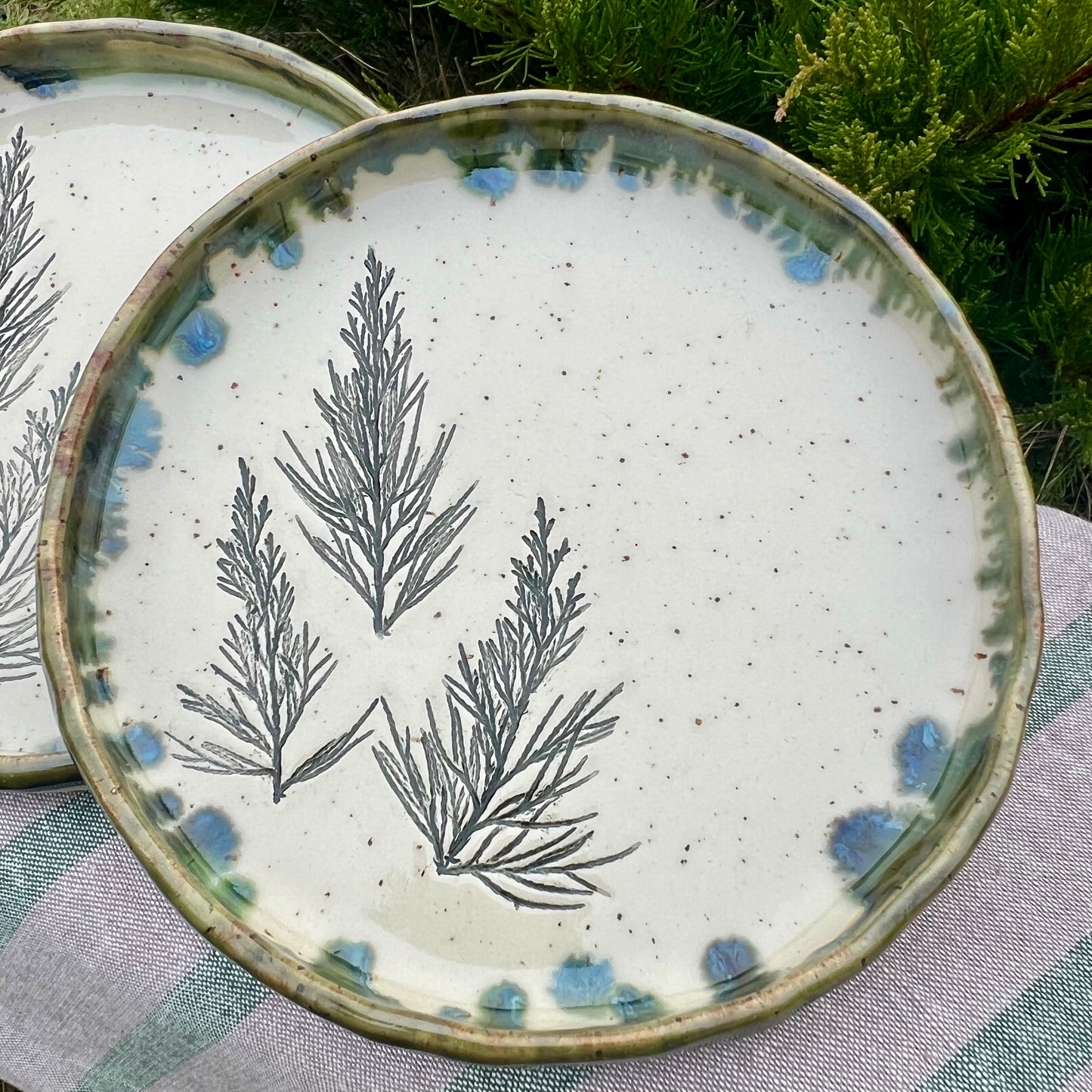 Šķīvis Kadiķītis