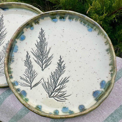 Šķīvis Kadiķītis