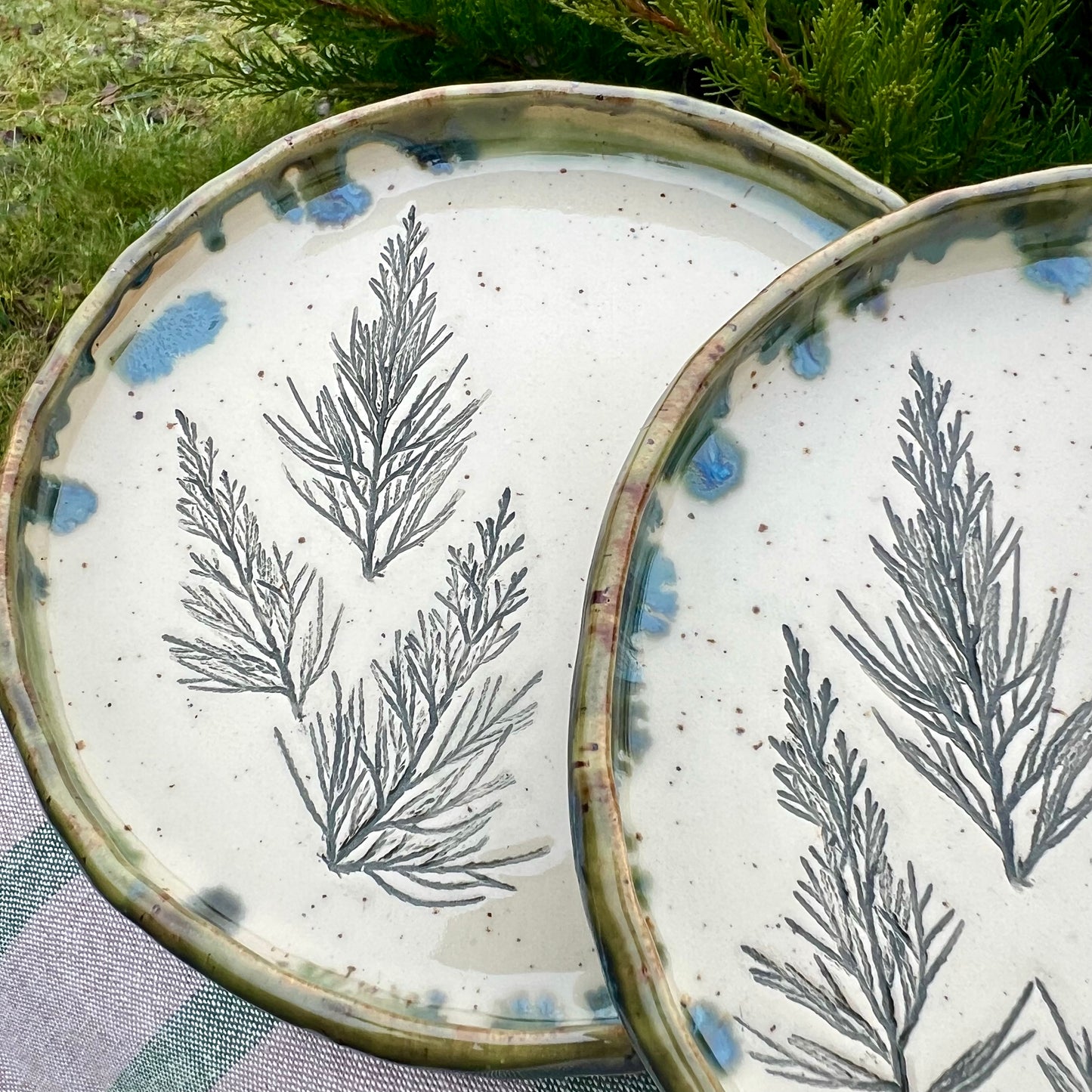 Šķīvis Kadiķītis