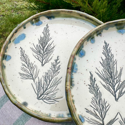 Šķīvis Kadiķītis