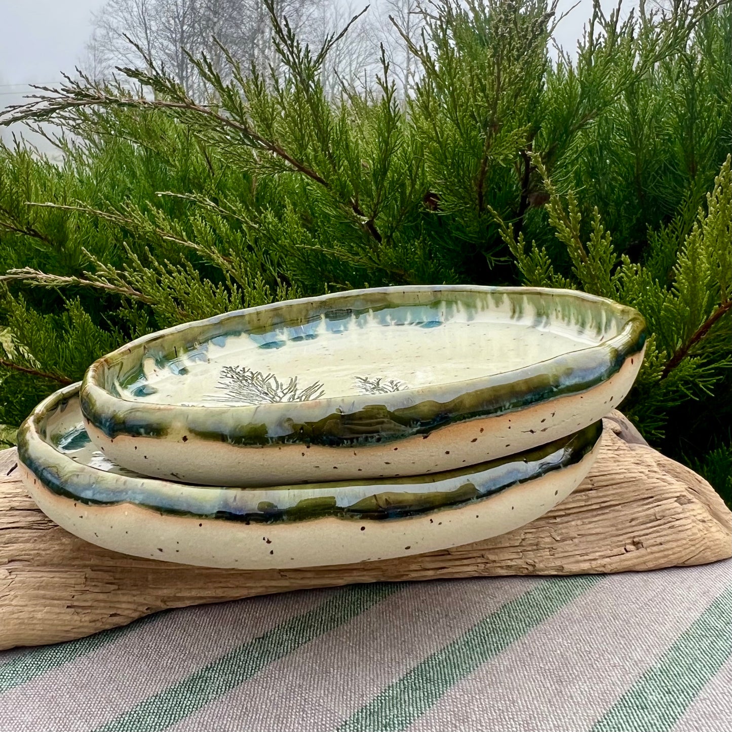 Šķīvis Kadiķītis