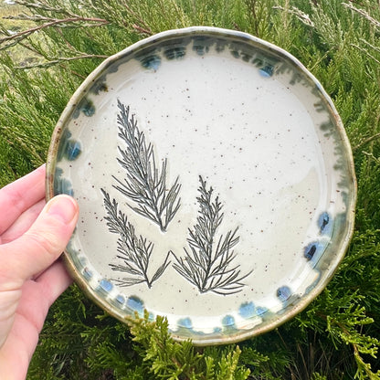 Šķīvis Kadiķītis